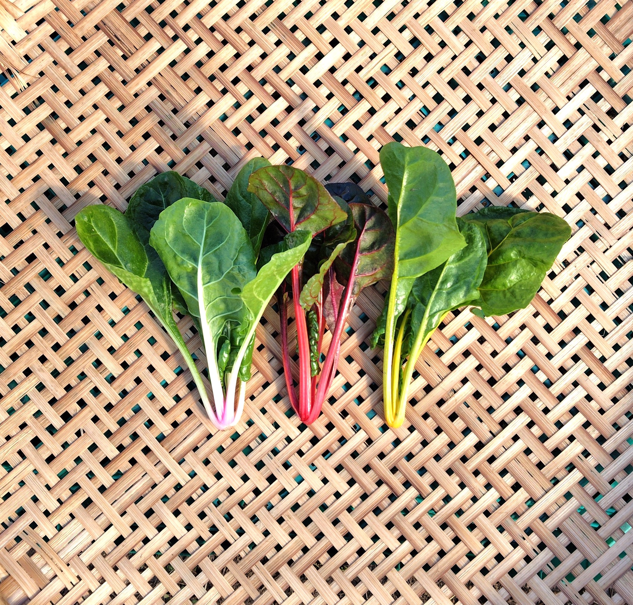 スイスチャード